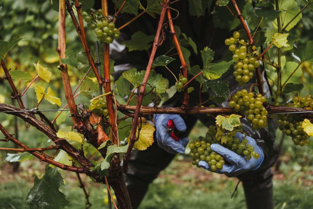 Image of a person in gloves picking white grapes