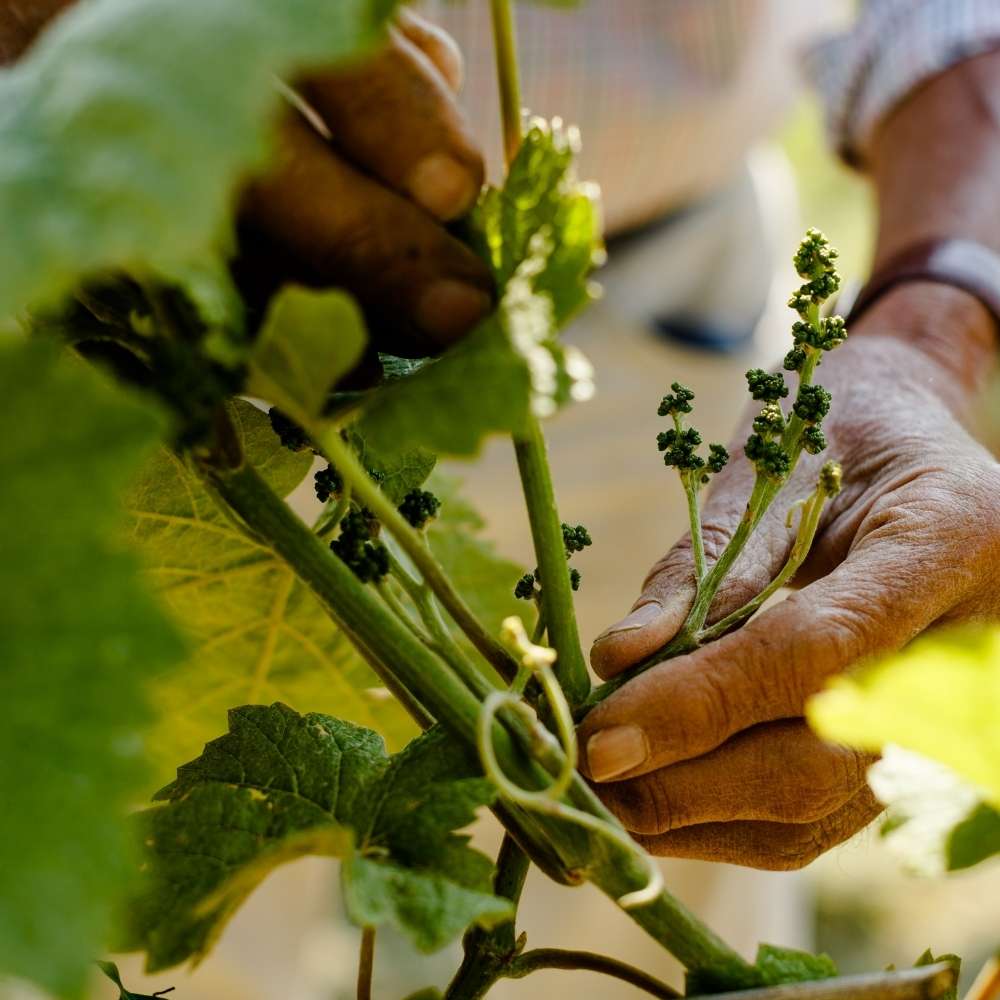 Image showing a flowering grape vine and two hands
