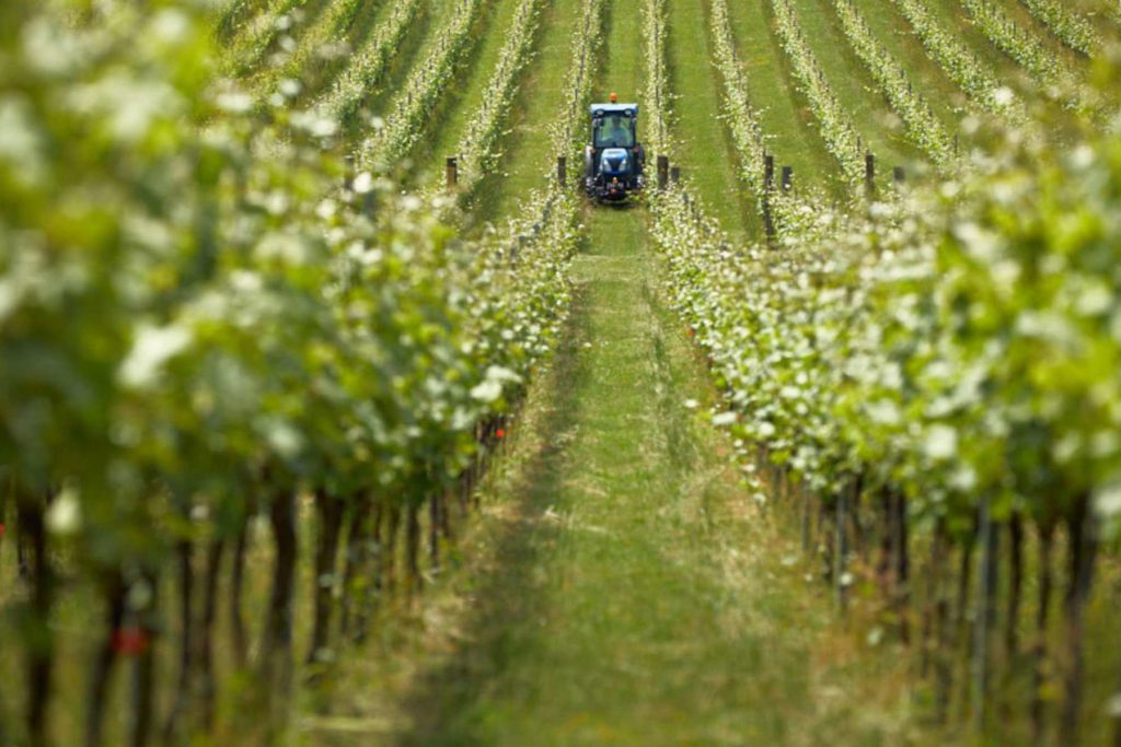 Rows of vines with a blue tractor in the centre