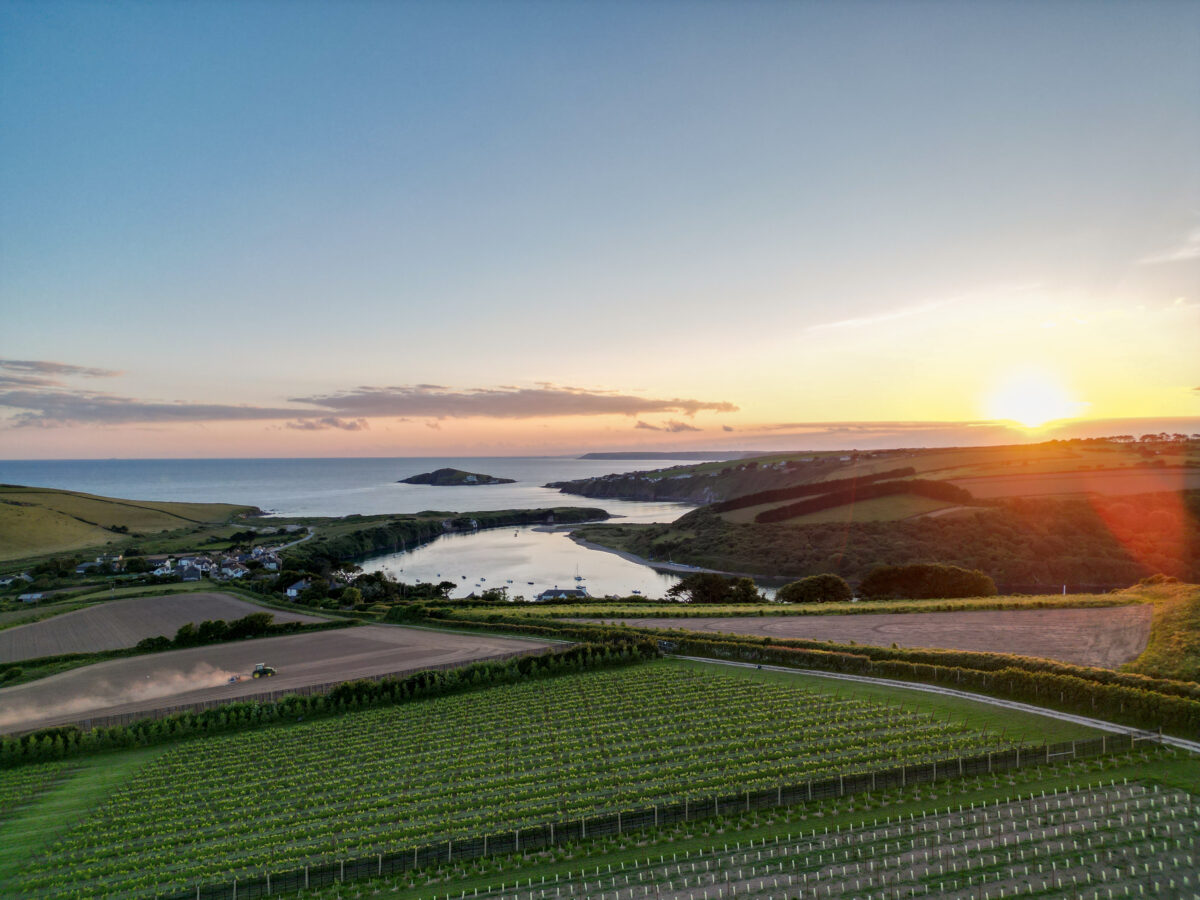 Bantham Vineyard by Manon Fosburgh