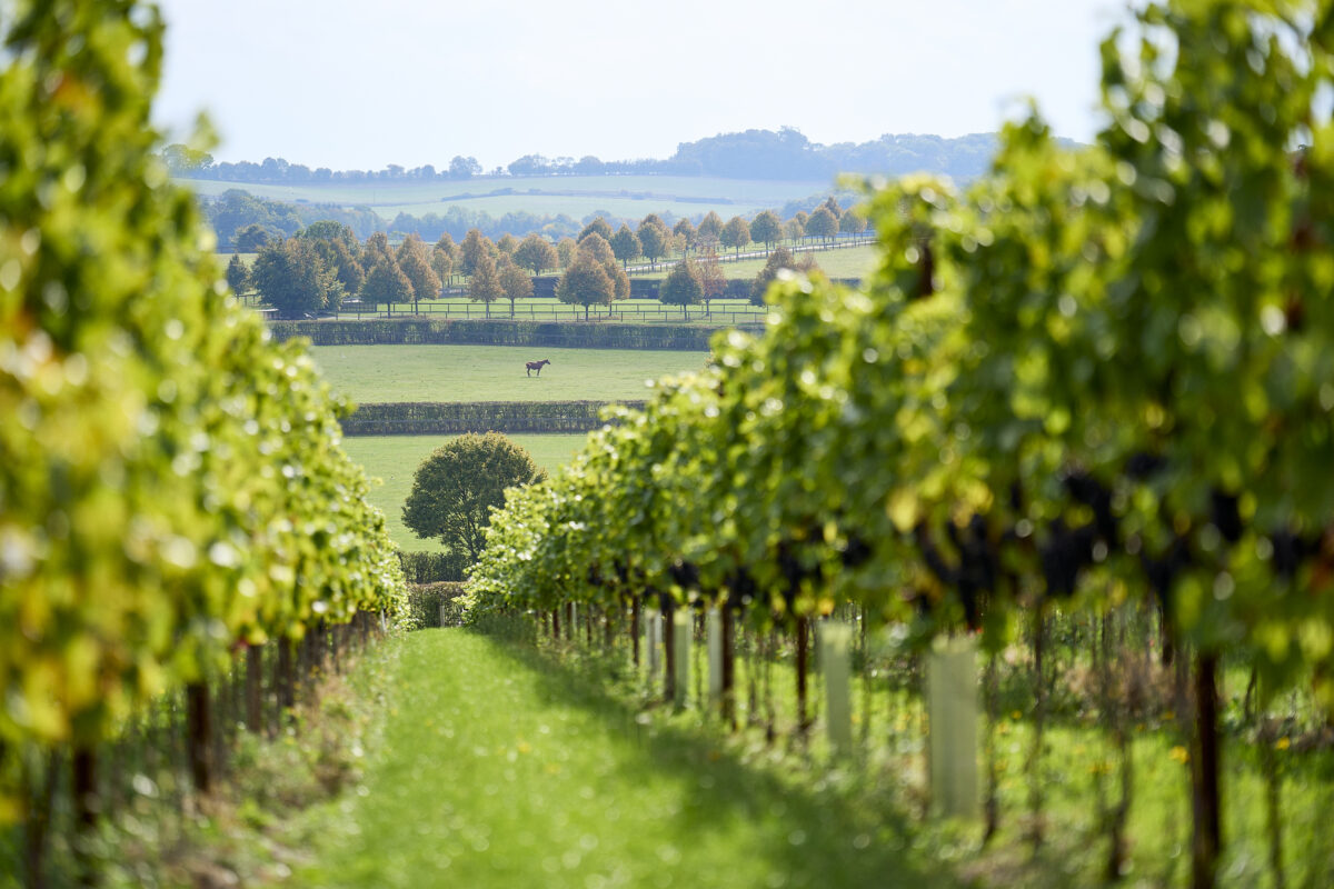 Photo through the vines and grapes with a horse in the background