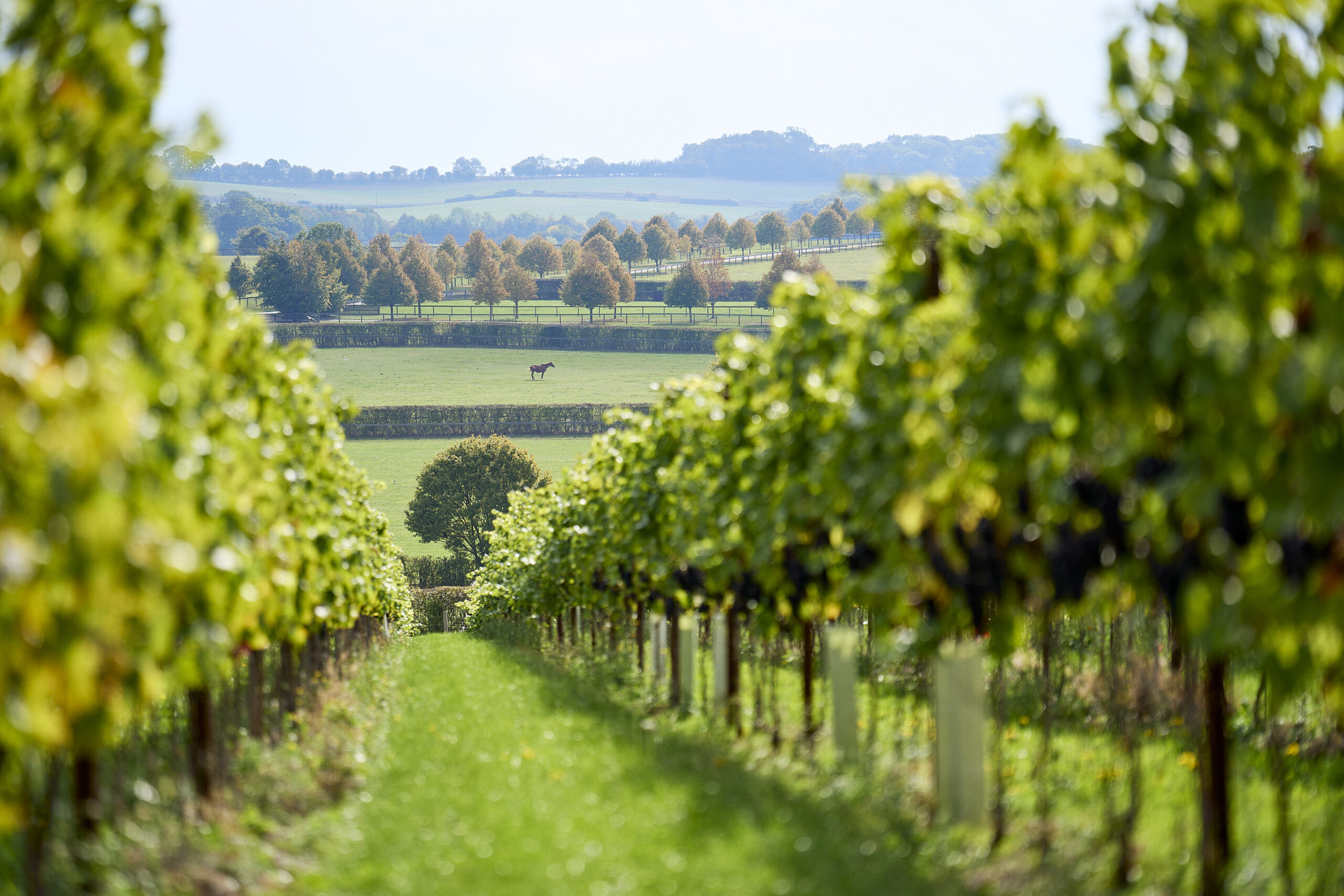 Photo through the vines and grapes with a horse in the background