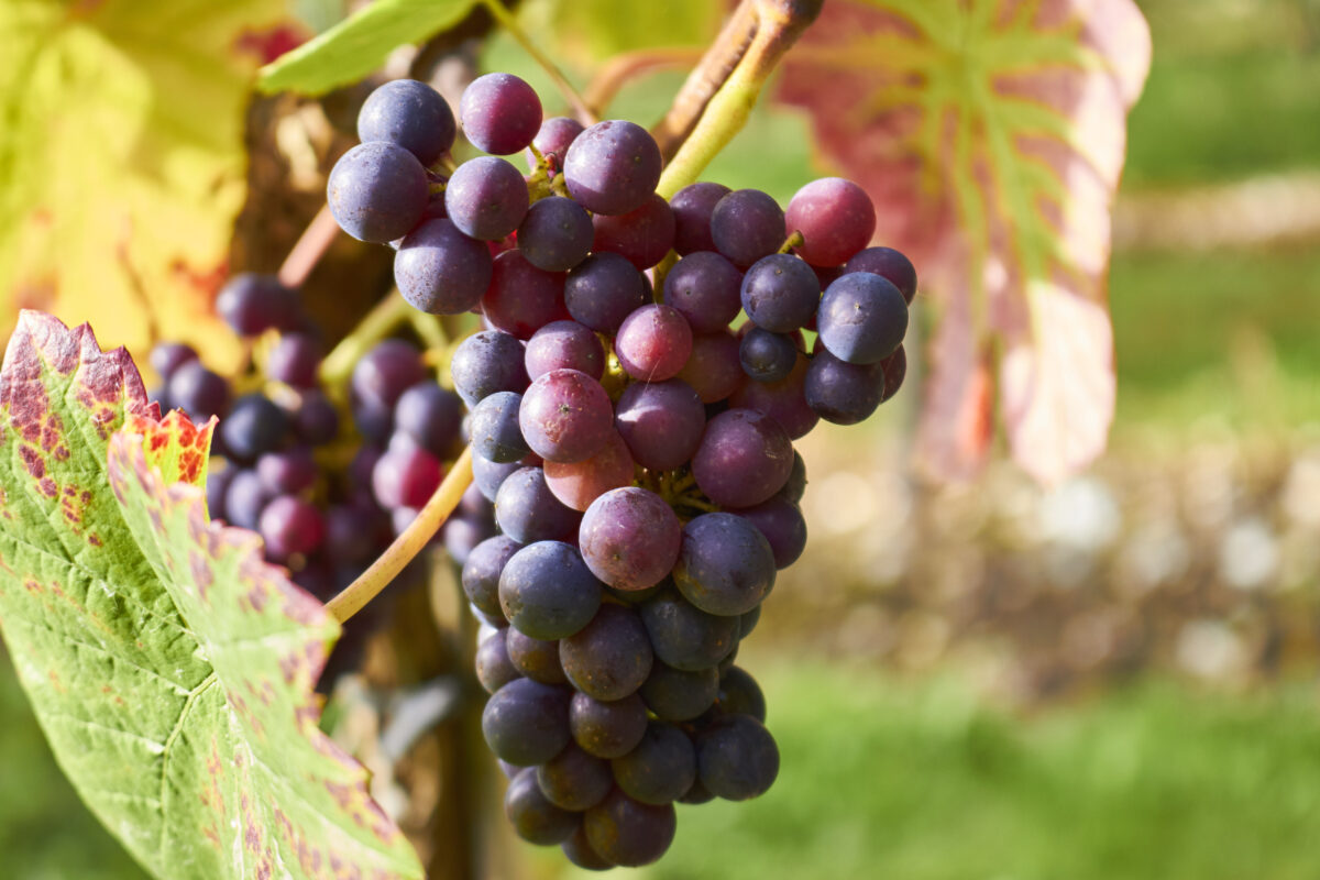 Alder Ridge grapes