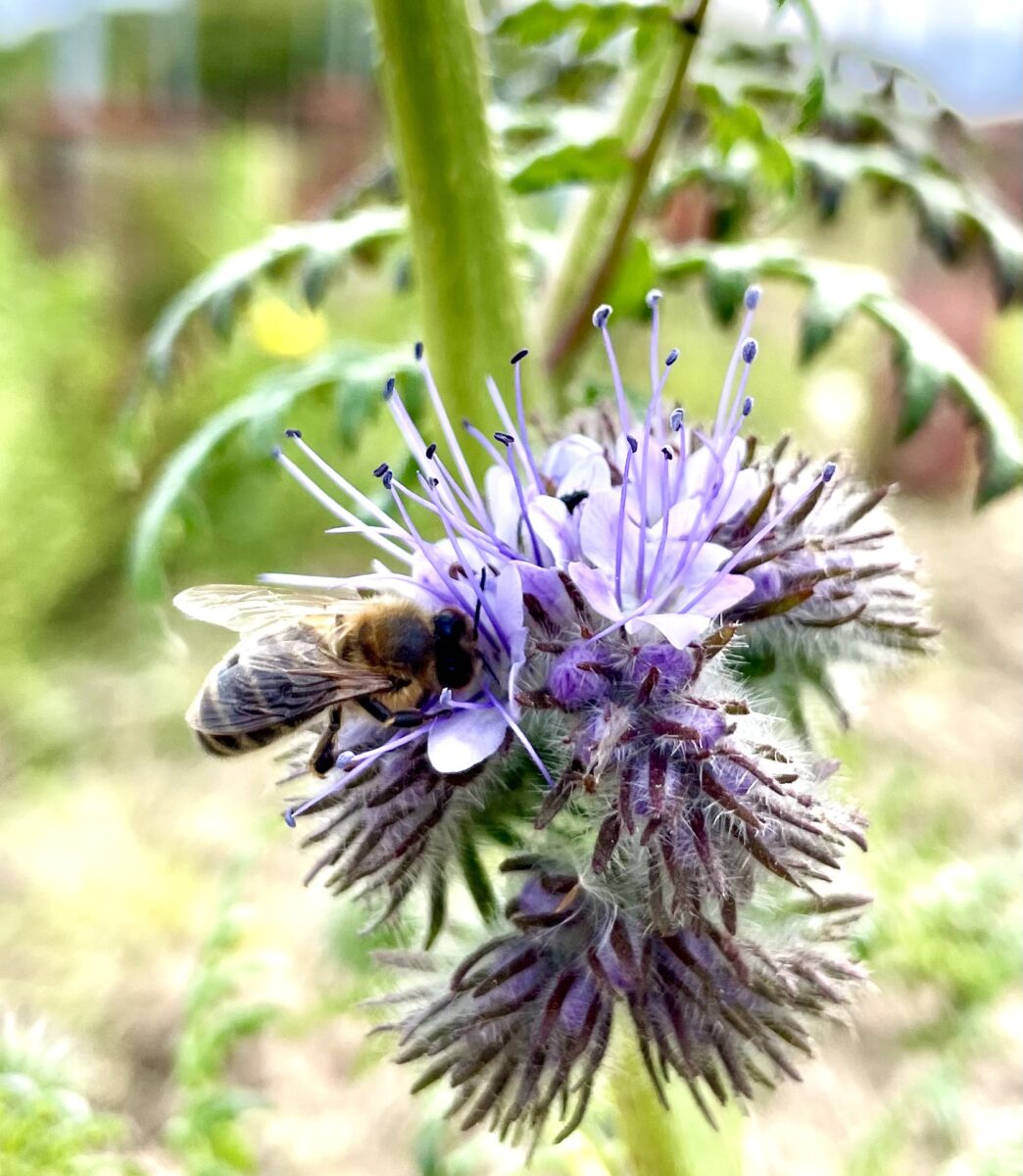Bee on flower