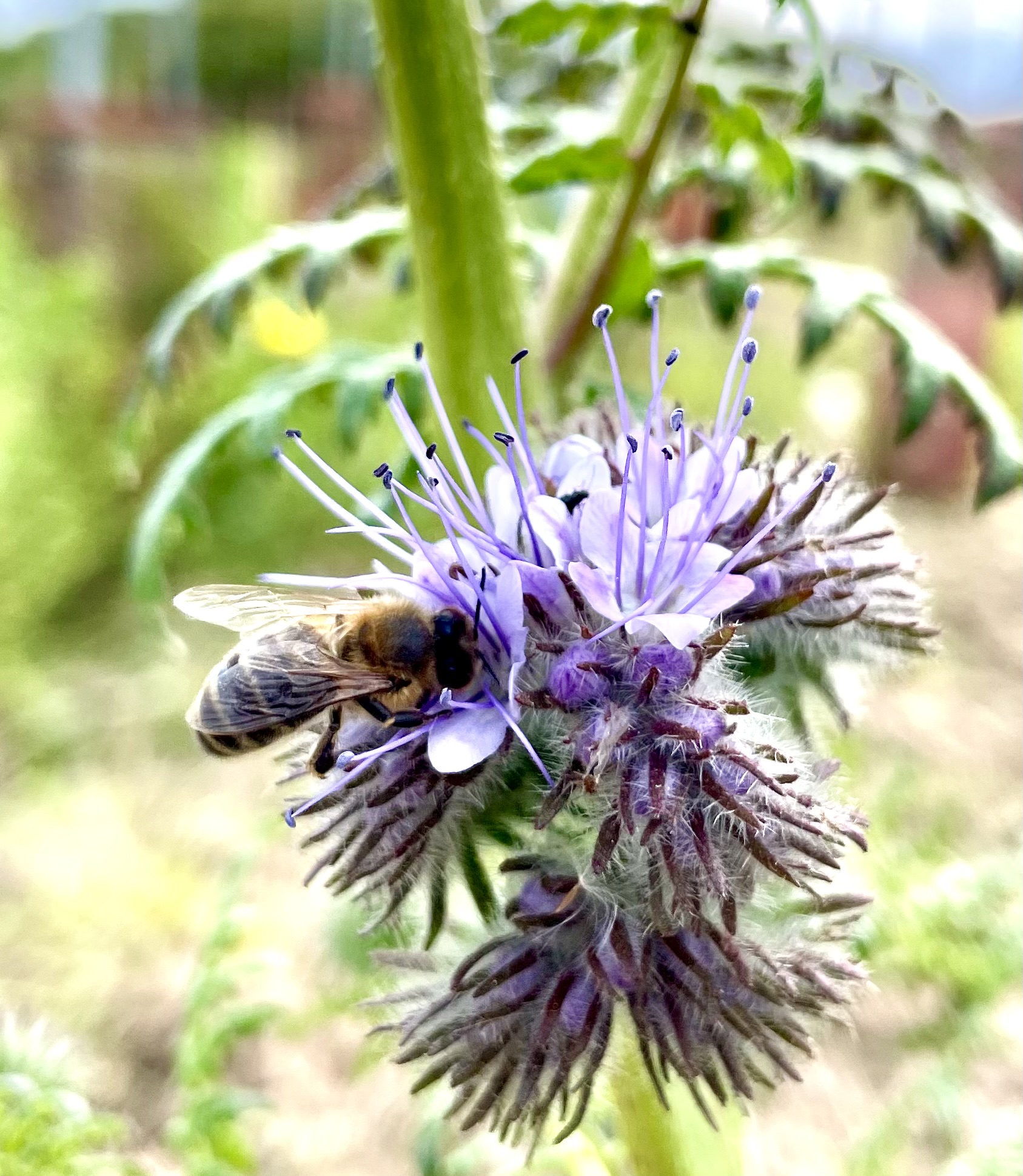 Bee on flower