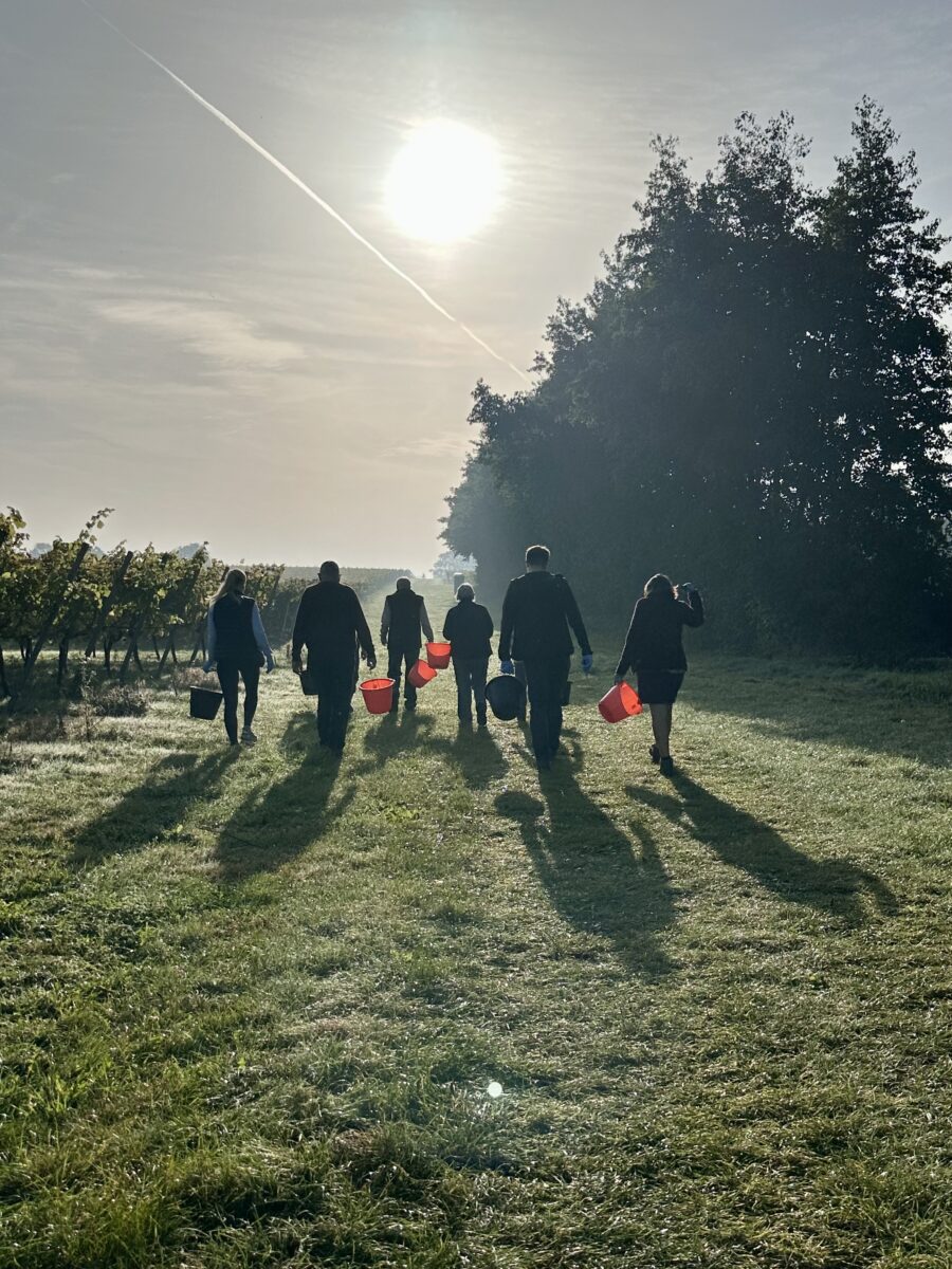 Harvesters with buckets and the sun