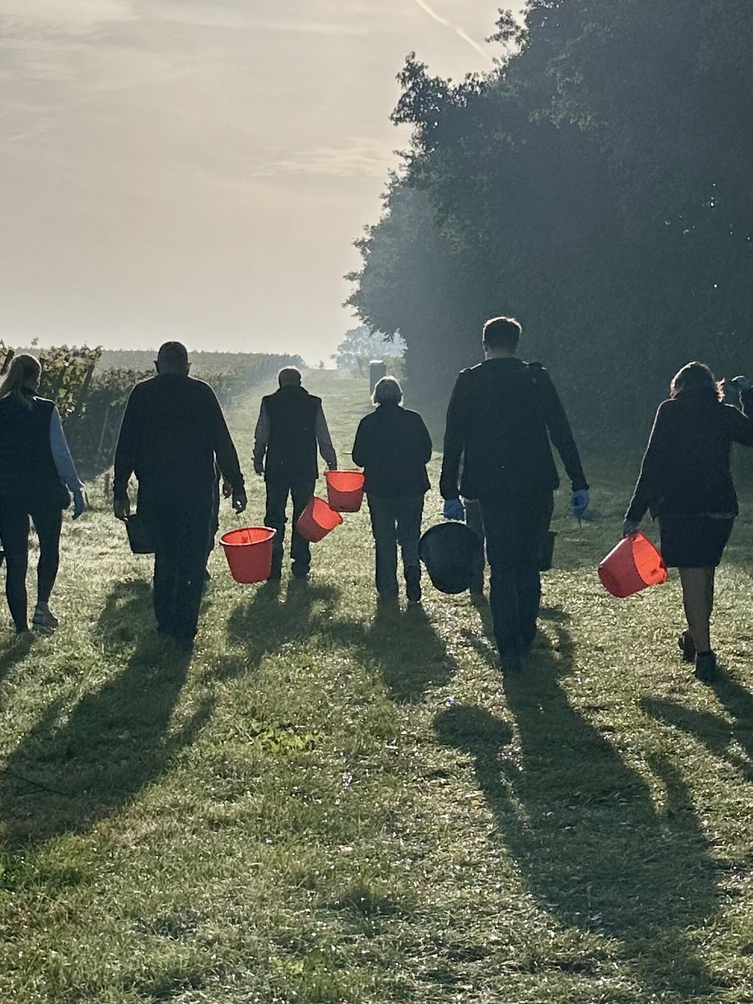 Harvesters with buckets and the sun