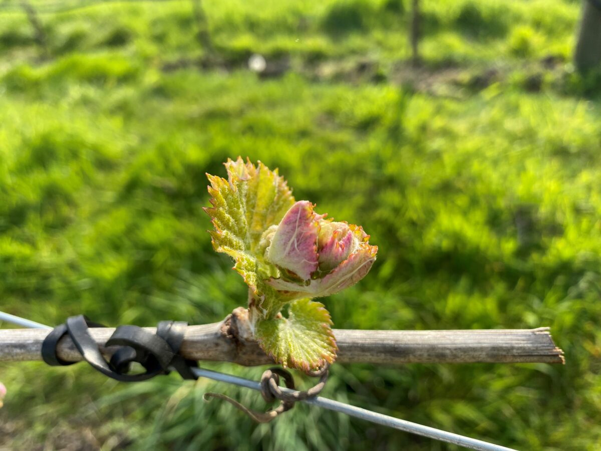 Hendred budbreak