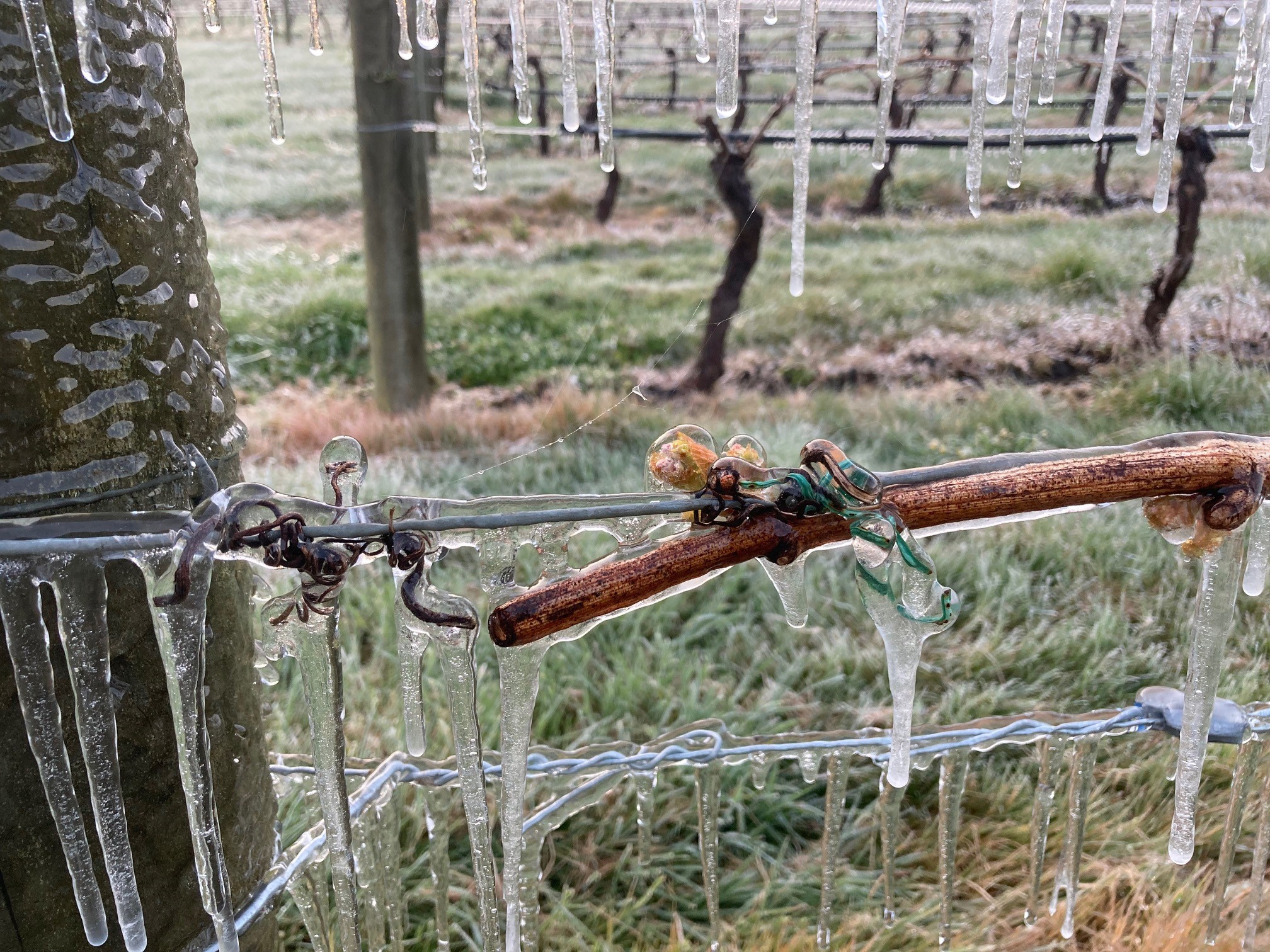 Hendred ice after frost