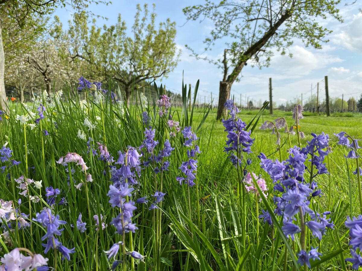Hendred spring bluebells
