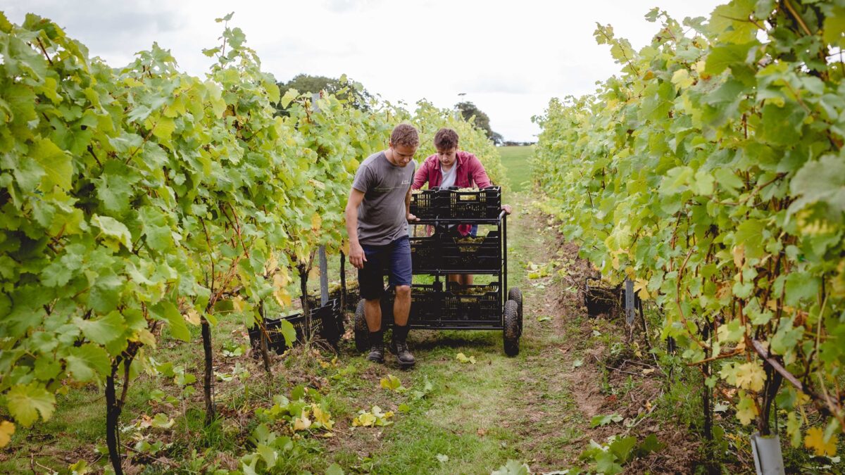 workers in a vineyard