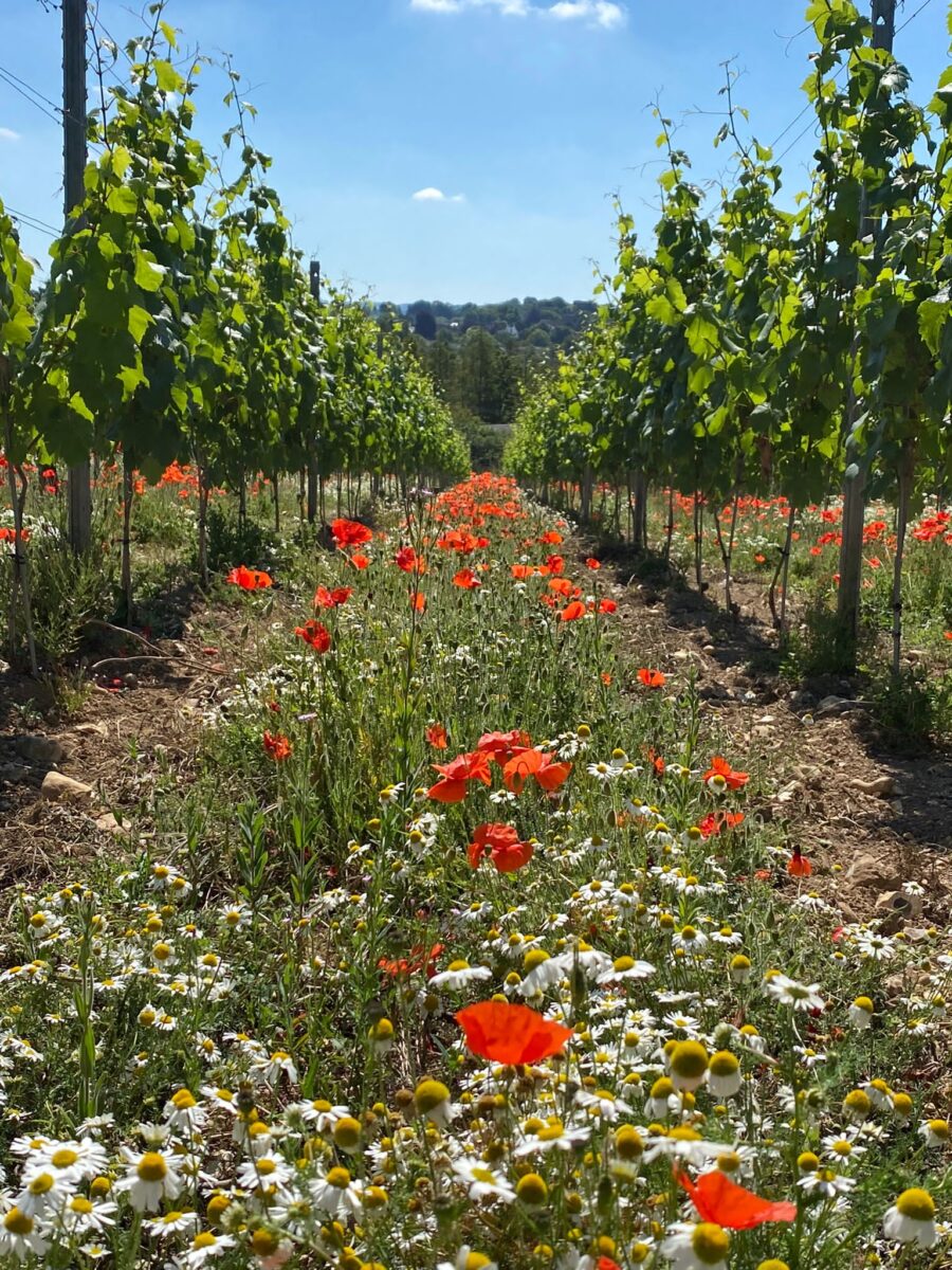 Poppies Pringlestone Estate