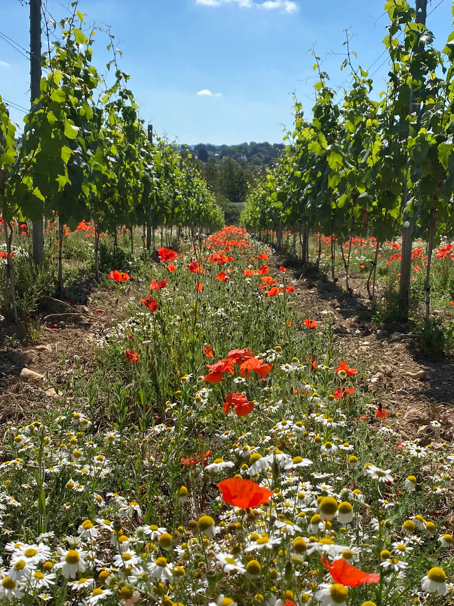 Poppies Pringlestone Estate