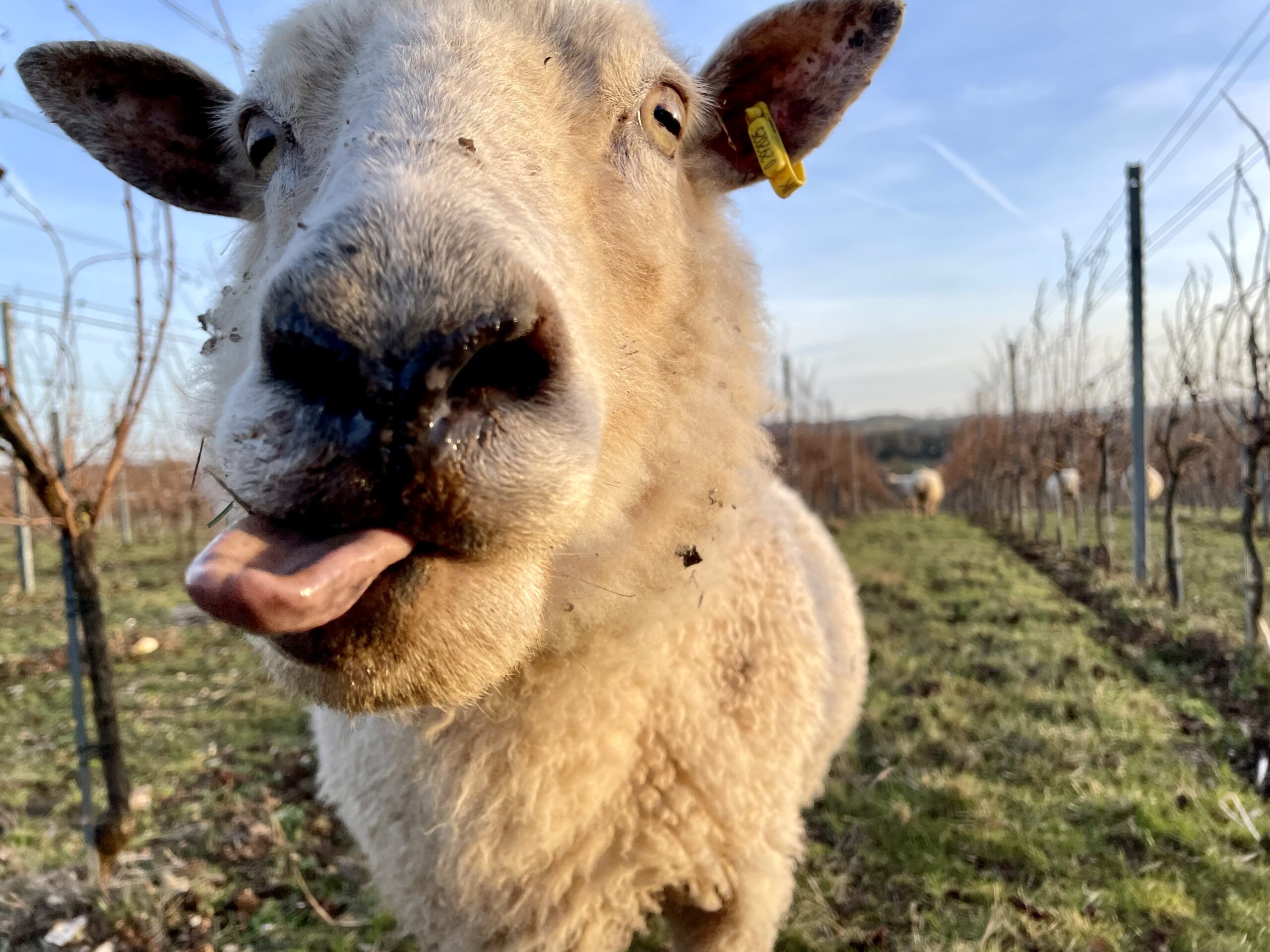 Sheep sticking out it's tonge