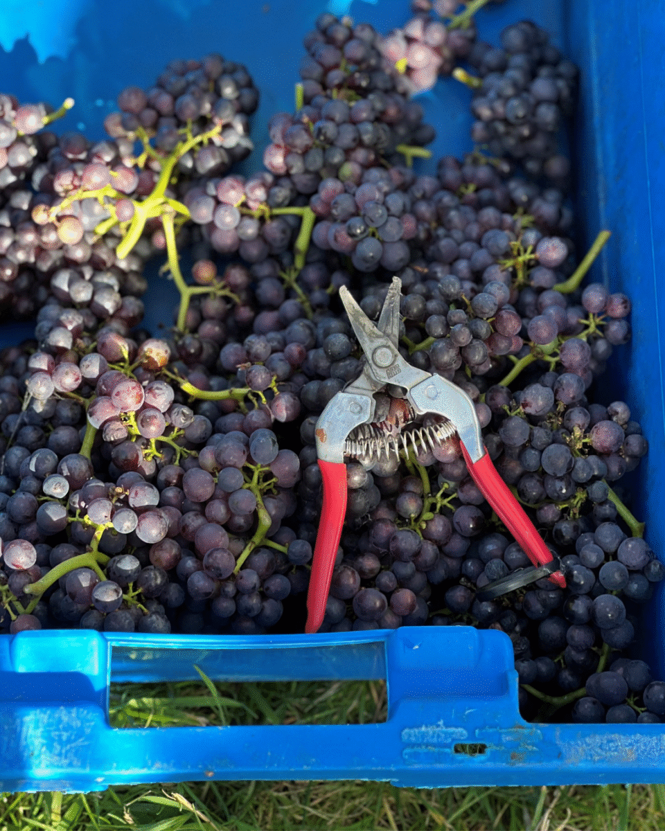 2024 Harvest Report image