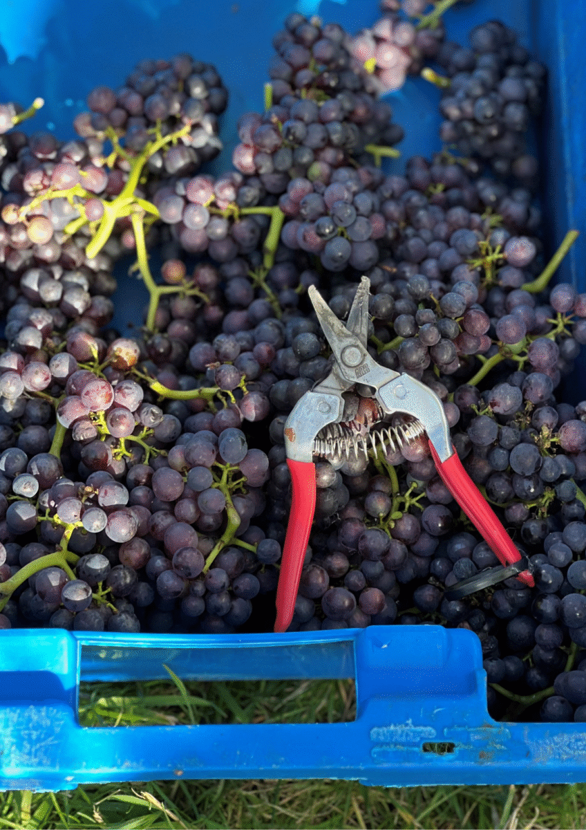 WineGB Harvest grapes and secateurs